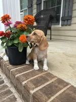 Honey , a female Beagle for sale in Appomattox, VA – 6 of 7