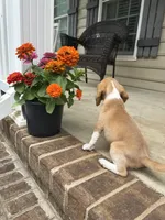 Honey , a female Beagle for sale in Appomattox, VA – 3 of 7