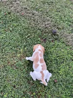 Sadie , a female Beagle for sale in Appomattox, VA – 4 of 7