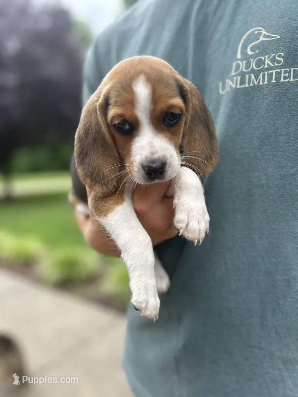 Charlie  – Beagle puppy for sale in Appomattox, VA
