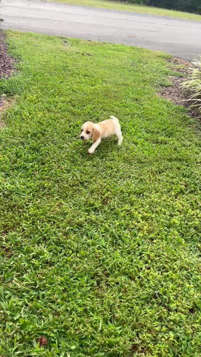 Charlie , a male Beagle for sale in Appomattox, VA – 8 of 8