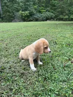 Honey , a female Beagle for sale in Appomattox, VA – 3 of 7