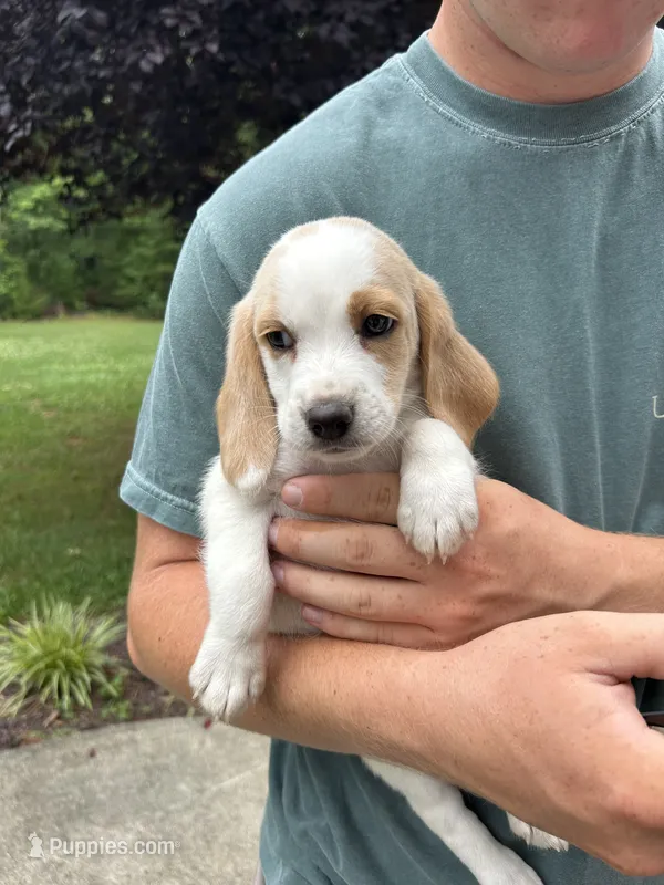 Teddy – Beagle puppy for sale in Appomattox, VA