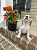 Teddy, a male Beagle for sale in Appomattox, VA – 5 of 7