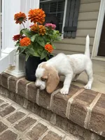 Teddy, a male Beagle for sale in Appomattox, VA – 4 of 7