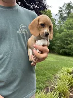 Honey , a female Beagle for sale in Appomattox, VA – 5 of 7