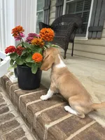 Honey , a female Beagle for sale in Appomattox, VA – 7 of 7