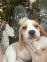 Charlie , a male Beagle for sale in Appomattox, VA – 7 of 8