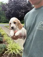 Teddy, a male Beagle for sale in Appomattox, VA – 7 of 7