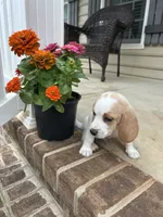 Teddy, a male Beagle for sale in Appomattox, VA – 3 of 7