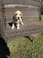 Chester , a male Beagle for sale in Appomattox, VA – 4 of 4