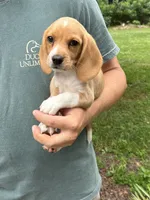 Honey , a female Beagle for sale in Appomattox, VA – 2 of 7