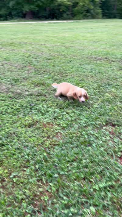 Honey , a female Beagle for sale in Appomattox, VA – 7 of 7