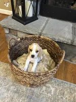 Charlie , a male Beagle for sale in Appomattox, VA – 4 of 8