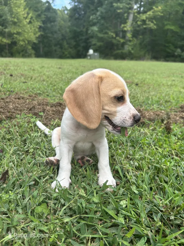 Scout – Beagle puppy for sale in Appomattox, VA