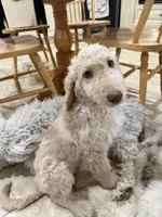 Eren , a male Goldendoodle and Poodle - Standard  for sale in Morrow, GA – Photo 2 of 2