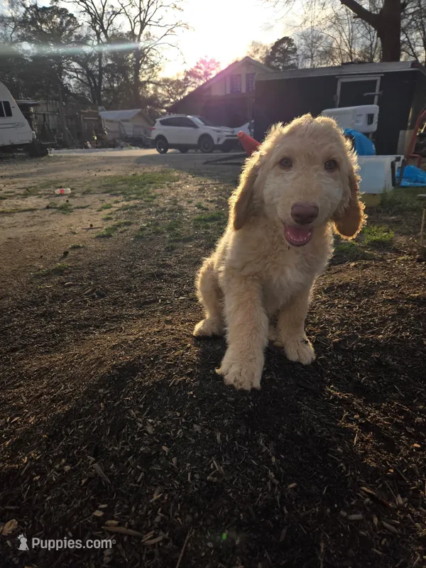 Eren , a male Goldendoodle and Poodle - Standard  for sale in Morrow, GA – Photo 1 of 2