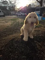 Eren , a male Goldendoodle and Poodle - Standard  for sale in Morrow, GA – Photo 1 of 2