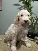 Nico, a male Goldendoodle and Poodle - Standard  for sale in Morrow, GA – Photo 3 of 3