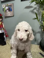 Nico, a male Goldendoodle and Poodle - Standard  for sale in Morrow, GA – Photo 2 of 3