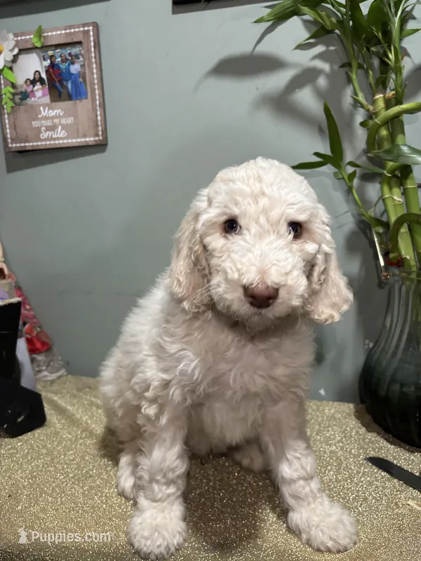 Nico, a male Goldendoodle and Poodle - Standard  for sale in Morrow, GA – Photo 1 of 3