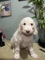 Nico, a male Goldendoodle and Poodle - Standard  for sale in Morrow, GA – Photo 1 of 3