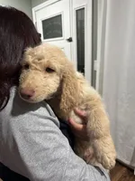 Eren, a male Goldendoodle and Poodle - Standard  for sale in Morrow, GA – Photo 3 of 3