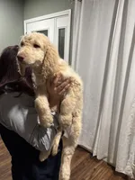 Eren, a male Goldendoodle and Poodle - Standard  for sale in Morrow, GA – Photo 1 of 3