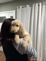 Eren, a male Goldendoodle and Poodle - Standard  for sale in Morrow, GA – Photo 2 of 3