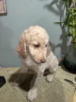 Eren , a  Goldendoodle and Poodle - Standard  for sale in Morrow, GA – Photo 2 of 5