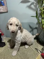 Eren , a  Goldendoodle and Poodle - Standard  for sale in Morrow, GA – Photo 4 of 5