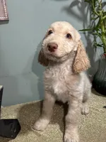 Eren , a  Goldendoodle and Poodle - Standard  for sale in Morrow, GA – Photo 1 of 5