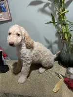 Eren , a  Goldendoodle and Poodle - Standard  for sale in Morrow, GA – Photo 5 of 5