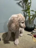 Eren , a  Goldendoodle and Poodle - Standard  for sale in Morrow, GA – Photo 3 of 5