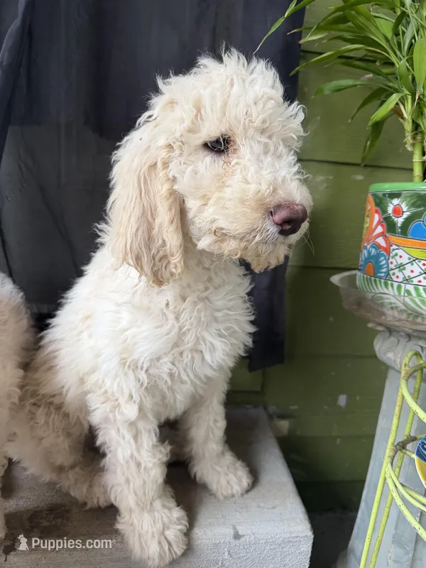 Jack – Goldendoodle, Poodle - Standard  puppy for sale in Morrow, GA