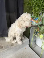 Jack, a male Goldendoodle and Poodle - Standard  for sale in Morrow, GA – Photo 2 of 4