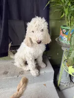Jack, a male Goldendoodle and Poodle - Standard  for sale in Morrow, GA – Photo 3 of 4