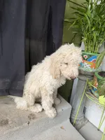 Jack, a male Goldendoodle and Poodle - Standard  for sale in Morrow, GA – Photo 4 of 4