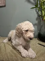 Cece , a female Goldendoodle and Poodle - Standard  for sale in Morrow, GA – Photo 3 of 3