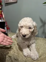 Cece , a female Goldendoodle and Poodle - Standard  for sale in Morrow, GA – Photo 2 of 3