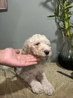 Cece , a female Goldendoodle and Poodle - Standard  for sale in Morrow, GA – Photo 1 of 3