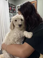 Pablo, a female Goldendoodle and Poodle - Standard  for sale in Morrow, GA – Photo 3 of 3