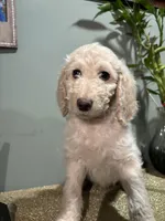 Mini, a female Goldendoodle and Poodle - Standard  for sale in Morrow, GA – Photo 2 of 3