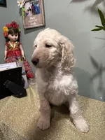 Mini, a female Goldendoodle and Poodle - Standard  for sale in Morrow, GA – Photo 3 of 3