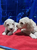 Puppies, a male Goldendoodle and Poodle - Standard  for sale in Morrow, GA – Photo 1 of 9