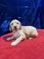 Puppies, a male Goldendoodle and Poodle - Standard  for sale in Morrow, GA – Photo 3 of 9