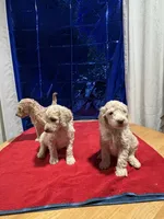 Puppies, a male Goldendoodle and Poodle - Standard  for sale in Morrow, GA – Photo 7 of 9