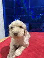 Puppies, a male Goldendoodle and Poodle - Standard  for sale in Morrow, GA – Photo 5 of 9