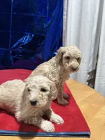 Puppies, a male Goldendoodle and Poodle - Standard  for sale in Morrow, GA – Photo 2 of 9