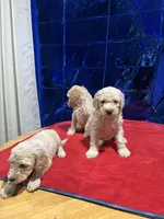Puppies, a male Goldendoodle and Poodle - Standard  for sale in Morrow, GA – Photo 4 of 9